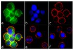 Phospho-Syk (Tyr323, Tyr317) Antibody in Immunocytochemistry (ICC/IF)