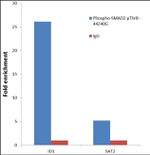 Phospho-SMAD2 (Thr8) Antibody in ChIP Assay (ChIP)