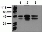 Phospho-CREB (Ser129, Ser133) Antibody