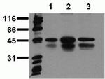 Phospho-CREB (Ser129, Ser133) Antibody in Western Blot (WB)