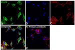 STAT5 alpha/beta Antibody in Immunocytochemistry (ICC/IF)