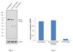 STAT5 alpha/beta Antibody in Western Blot (WB)