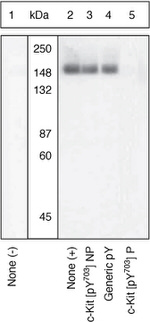 Phospho-c-Kit (Tyr703) Antibody in Western Blot (WB)