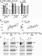 Phospho-c-Kit (Tyr936) Antibody in Western Blot (WB)