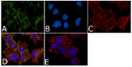 Phospho-c-Kit (Tyr936) Antibody in Immunocytochemistry (ICC/IF)