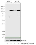 Phospho-c-Kit (Tyr936) Antibody