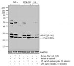 Phospho-eIF4E (Ser209) Antibody