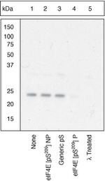 Phospho-eIF4E (Ser209) Antibody in Western Blot (WB)