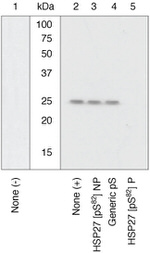 Phospho-HSP27 (Ser82) Antibody in Western Blot (WB)