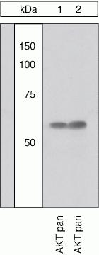 AKT Pan Antibody in Western Blot (WB)