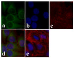 AKT Pan Antibody in Immunocytochemistry (ICC/IF)