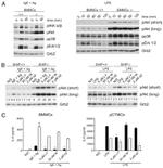 Phospho-AKT1 (Ser473) Antibody in Western Blot (WB)