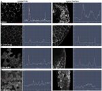 Phospho-FAK (Tyr861) Antibody in Immunocytochemistry (ICC/IF)