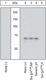 Phospho-SRC (Tyr529) Antibody in Western Blot (WB)