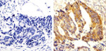 Phospho-SRC (Tyr529) Antibody in Immunohistochemistry (Paraffin) (IHC (P))