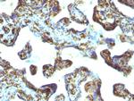 Moesin Antibody in Immunohistochemistry (Paraffin) (IHC (P))