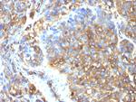 Moesin Antibody in Immunohistochemistry (Paraffin) (IHC (P))