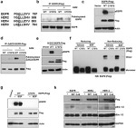 Phospho-EGFR (Tyr1173) Antibody in Western Blot (WB)