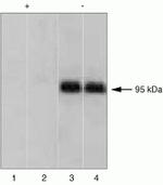 Phospho-IR/IGF1R (Tyr1158) Antibody in Western Blot (WB)