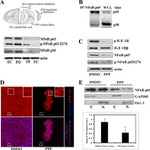 Phospho-IR/IGF1R (Tyr1158, Tyr1162, Tyr1163) Antibody in Western Blot (WB)