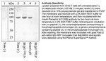 Phospho-INSR (Tyr1328) Antibody in Western Blot (WB)