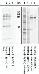 Phospho-ITGB1 (Ser785) Antibody in Western Blot (WB)