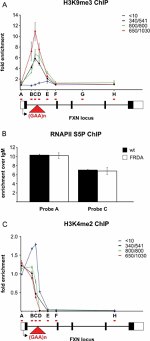 FXN Antibody in ChIP Assay (ChIP)