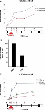 FXN Antibody in ChIP Assay (ChIP)