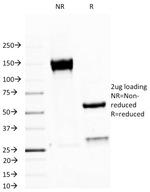 MUC1/CA15-3/EMA/CD227 (Epithelial Marker) Antibody in SDS-PAGE (SDS-PAGE)