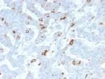 MUC2 (Mucin 2) Antibody in Immunohistochemistry (Paraffin) (IHC (P))