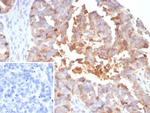 MX1/MX dynamin like GTPase 1 Antibody in Immunohistochemistry (Paraffin) (IHC (P))