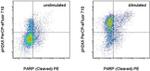 Phospho-Histone H2A.X (Ser139) Antibody in Flow Cytometry (Flow)