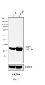 Mouse IgG (H+L) Secondary Antibody in Western Blot (WB)