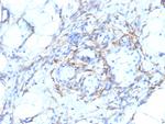 Smooth Muscle Myosin Heavy Chain (SM-MHC) Antibody in Immunohistochemistry (Paraffin) (IHC (P))