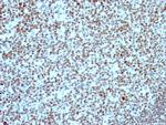 Nucleolin Antibody in Immunohistochemistry (Paraffin) (IHC (P))