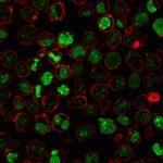 Nucleolin (Marker of Human Cells) Antibody in Immunocytochemistry (ICC/IF)