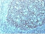 Nucleolin (Marker of Human Cells) Antibody in Immunohistochemistry (Paraffin) (IHC (P))