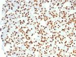 Nucleolin (Marker of Human Cells) Antibody in Immunohistochemistry (Paraffin) (IHC (P))