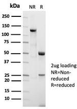 Nucleolin (Marker of Human Cells) Antibody in SDS-PAGE (SDS-PAGE)