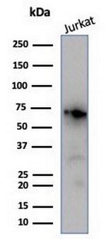 Nucleolin (Marker of Human Cells) Antibody in Western Blot (WB)