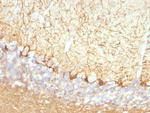 Neurofilament (NF-L) (Neuronal Marker) Antibody in Immunohistochemistry (Paraffin) (IHC (P))