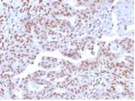 NFIA/NF1A (Nuclear Factor 1A) (Transcription Factor) Antibody in Immunohistochemistry (Paraffin) (IHC (P))