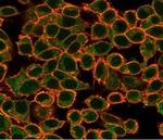 NFIA/NF1A (Nuclear Factor 1A) (Transcription Factor) Antibody in Immunocytochemistry (ICC/IF)