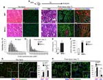 CD45 Antibody in Immunohistochemistry (IHC)