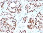 NKX3.1 Antibody in Immunohistochemistry (Paraffin) (IHC (P))