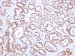 NKX3.1 Antibody in Immunohistochemistry (Paraffin) (IHC (P))