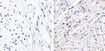 Phospho-Connexin 43 (Ser368) Antibody in Immunohistochemistry (Paraffin) (IHC (P))