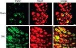 Pannexin 1 Antibody in Immunohistochemistry (IHC)