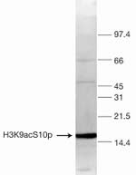 H3K9acS10ph Antibody in Western Blot (WB)