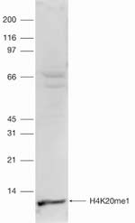 H4K20me1 Antibody in Western Blot (WB)